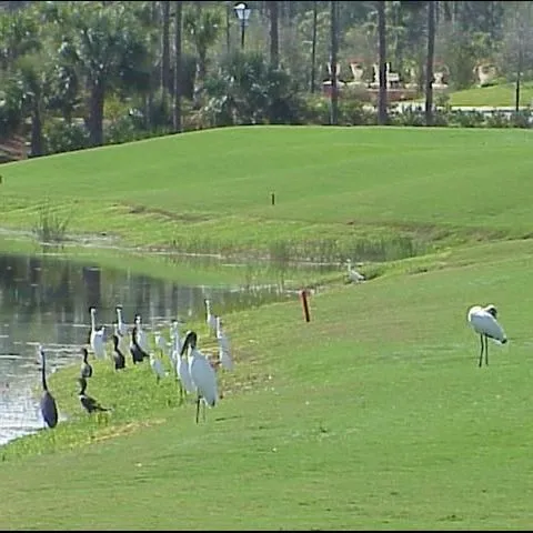 thumbnail for publication: Wildlife in Urban Landscapes: Use of Golf Course Ponds by Wetlands Birds